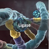 t4 dna ligase